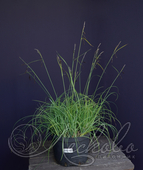 Осока сизая (Carex glauca)