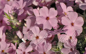 Флокс Дугласа (Phlox douglasii `Lilac Cloud`)