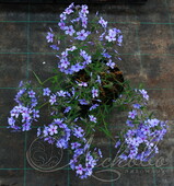 Флокс растопыренный (Phlox divaricata `Chattahoochee`)