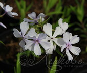 Флокс растопыренный (Phlox divaricata `May Breeze`)