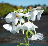 Флокс столоносный (Phlox stolonifera `Ariane`)