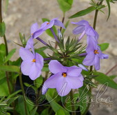 Флокс столоносный (Phlox stolonifera `Blue Ridge`)