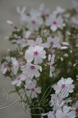 Флокс шиловидный (Phlox subulata `Amazing Grace`)