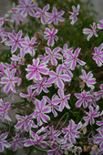 Флокс шиловидный (Phlox subulata `Candy Stripes`)