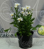 Нивяник наибольший (Leucanthemum maximum `Brightside`)