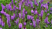 Лиатрис колосковый (Liatris spicata `Kobold`)