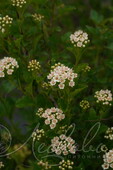 Пузыреплодник калинолистный (Physocarpus opulifolius `Little Greeny`)