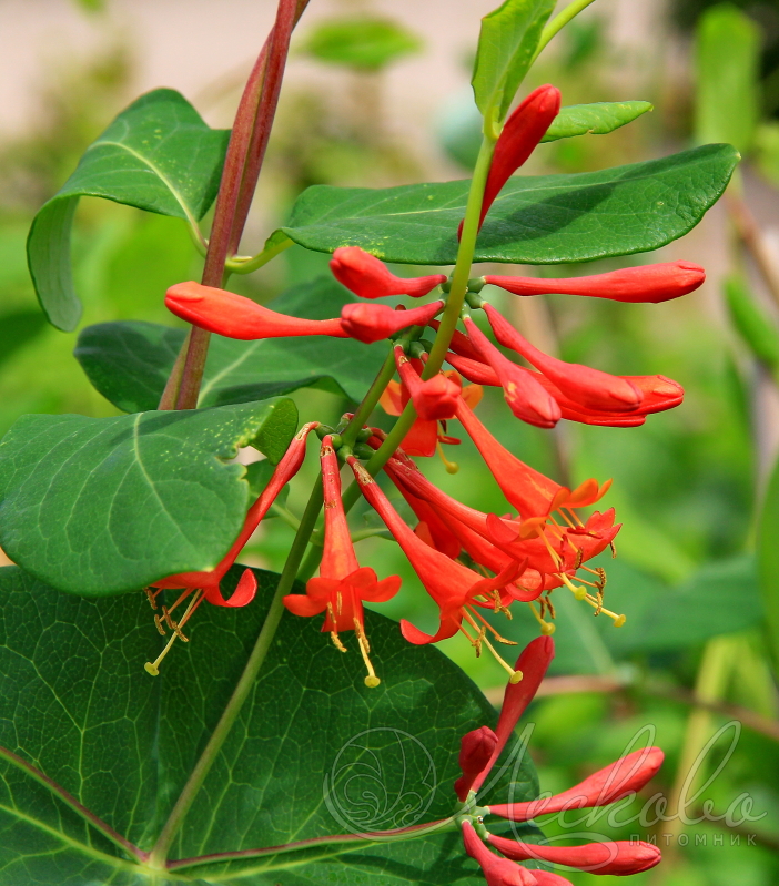 Жимолость Брауна ( Lonicera brownii `Dropmore Scarlet`) - Жимолость -кустарники декоративные - Библиотека - LESKOVO-PITOMNIK.ru