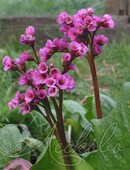 Бадан сердцелистный (Bergenia cordifolia `Purpurea`)