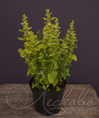 Мелисса лекарственная (Melissa officinalis `Fit`)