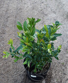 Голубика садовая (Vaccinium corymbosum `Пури`)