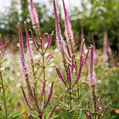 Вероникаструм виргинский (Veronicastrum virginicum `Erica`)