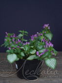 Яснотка пятнистая (Lamium maculatum `Purple Dragon`)