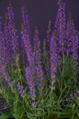 Шалфей дубравный (Salvia nemorosa `Dwarf Blue Queen`)