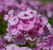 Флокс метельчатый (Phlox paniculata `Катенька-Катюша`)