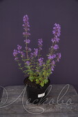 Котовник Фассена (Nepeta faassenii `Blue Wonder`)