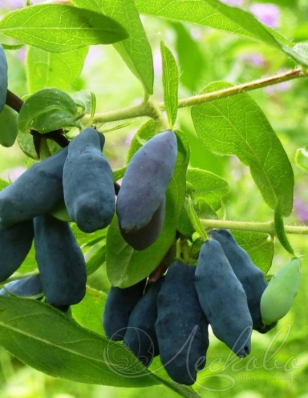 Жимолость съедобная (Lonicera edulis `Диана`) - Жимолость съедобная -Жимолость - Декоративные кустарники - По виду - Каталог -LESKOVO-PITOMNIK.ru
