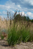 Молиния голубая (Molinia caerulea `Heidezwerg`)