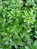 Пахизандра верхушечная (Pachysandra terminalis `Compacta`)