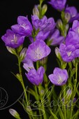 Колокольчик персиколистный (Campanula persicifolia `Takion Blue`)