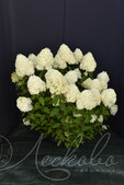 Гортензия метельчатая (Hydrangea paniculata `Cotton Cream`)