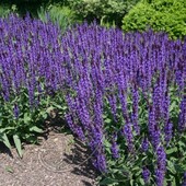 Шалфей дубравный (Salvia nemorosa `Salvatore Blue`)