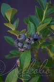 Голубика садовая (Vaccinium corymbosum `Река`)