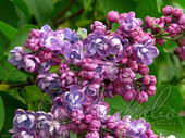 Сирень обыкновенная (Syringa vulgaris `Ами Шотт`)