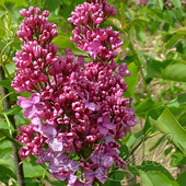 Сирень обыкновенная (Syringa vulgaris `Леди Линдсей`)