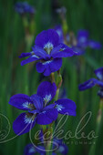 Ирис сибирский (Iris sibirica `I See Stars`)