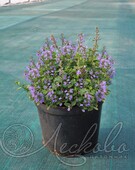 Котовник Фассена (Nepeta faassenii `Purrsian Blue`)