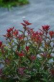 Спирея японская (Spiraea japonica `Merlo Green`)