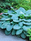 Хоста гибридная (Hosta х hybrium `Bressingham Blue`)