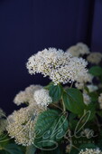 Гортензия древовидная (Hydrangea arborescens `Nico`)