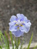 Ирис мечевидный (Iris ensata `Wave Action`)