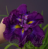 Ирис мечевидный (Iris ensata `Eileen`s Dream`)