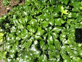 Пахизандра верхушечная (Pachysandra terminalis `Green Sheen`)