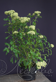 Гортензия древовидная (Hydrangea arborescens `Emerald Lace`)