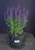 Шалфей дубравный (Salvia nemorosa `Adora Blue`)