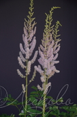 Астильба китайская (Astilbe chinensis)