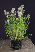 Душица обыкновенная (Origanum vulgare)