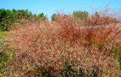 Луговик извилистый (Deschampsia flexuosa)