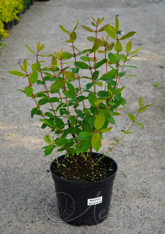 Жимолость съедобная (Lonicera edulis `Васюганская`) - Жимолость съедобная -  Жимолость - Декоративные кустарники - По виду - Каталог -  LESKOVO-PITOMNIK.ru