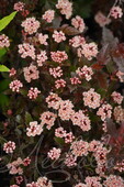 Пузыреплодник калинолистный (Physocarpus opulifolius `Fireside`)