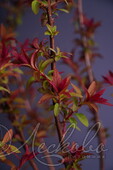 Спирея японская (Spiraea japonica `Magnum Rose`)