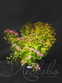 Спирея японская (Spiraea japonica `Merlo Gold`)