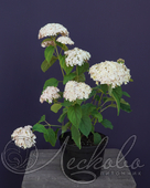 Гортензия древовидная (Hydrangea arborescens `Candybelle Marshmallow`)