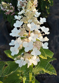 Гортензия метельчатая (Hydrangea paniculata `Ammarin`)