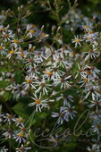 Астра крупнолистная (Aster macrophyllus)