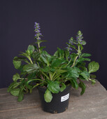 Живучка ползучая (Ajuga reptans `Catlin`s Giant`)